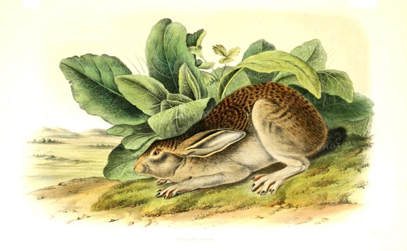 Black-necked Hare or Indian Hare