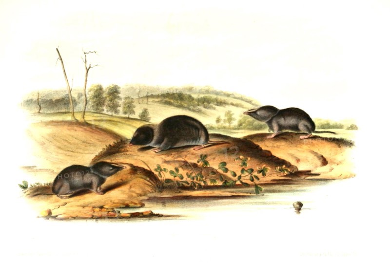 Southeastern shrew