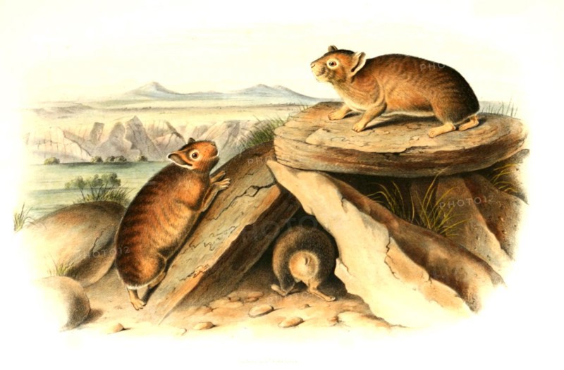 American pika
