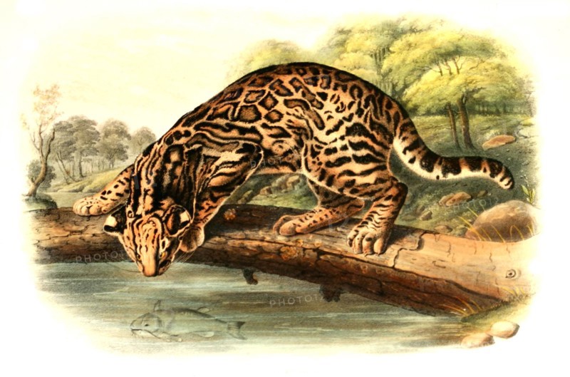ocelot