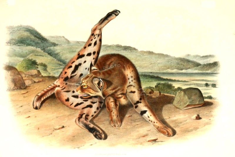 bobcat