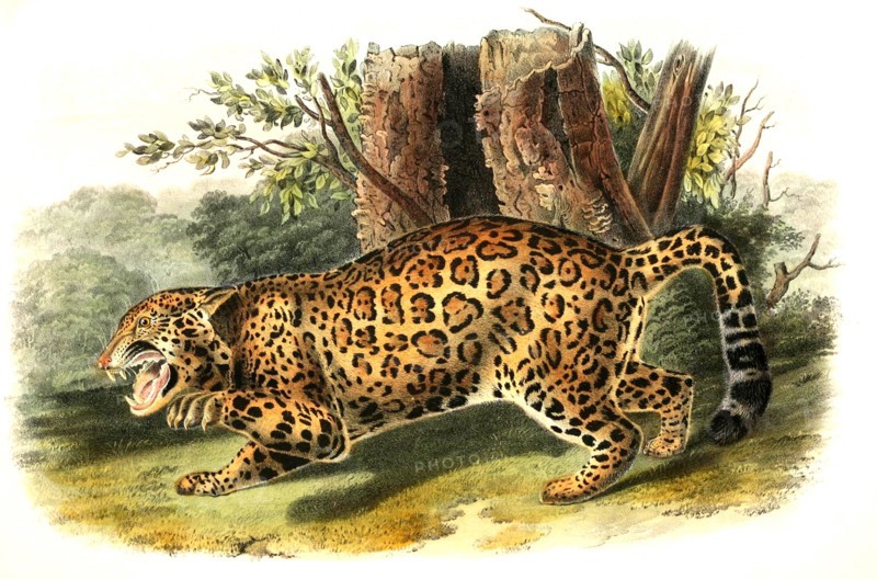 jaguar