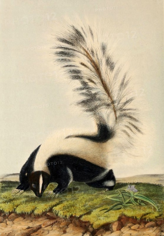 striped skunk