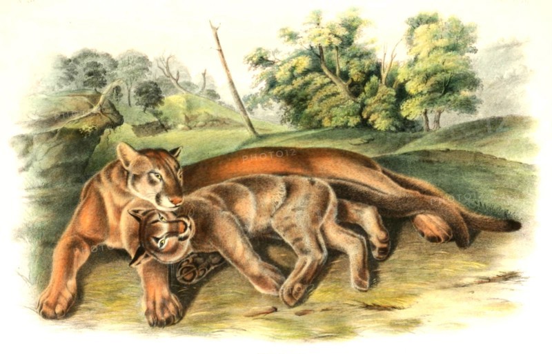 puma
