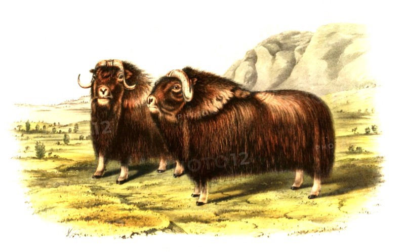 musk ox