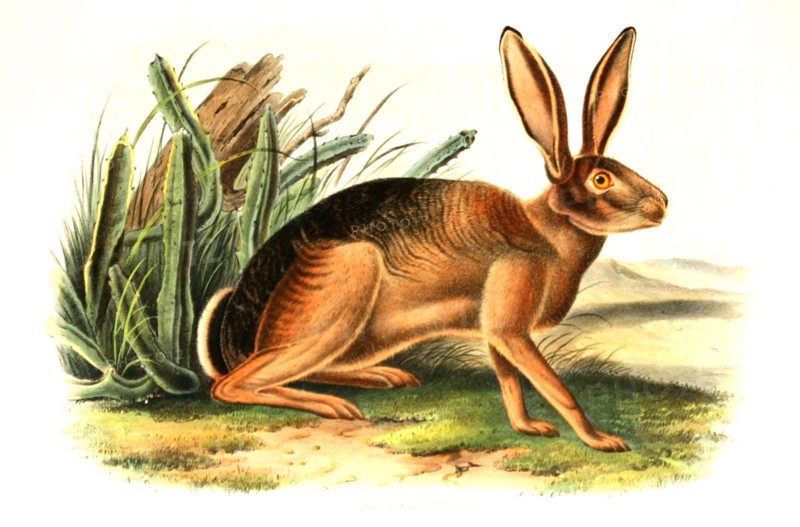 donkey rabbit