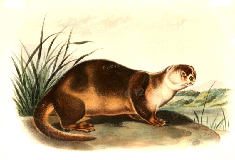 North American River Otter