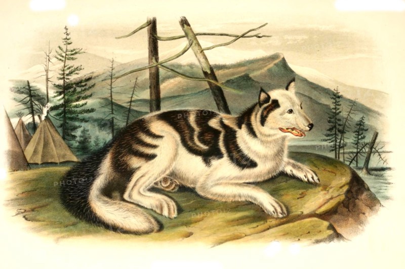 The Native American Hare Dog is an extinct domesticated dog