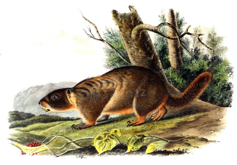 yellow-bellied marmot