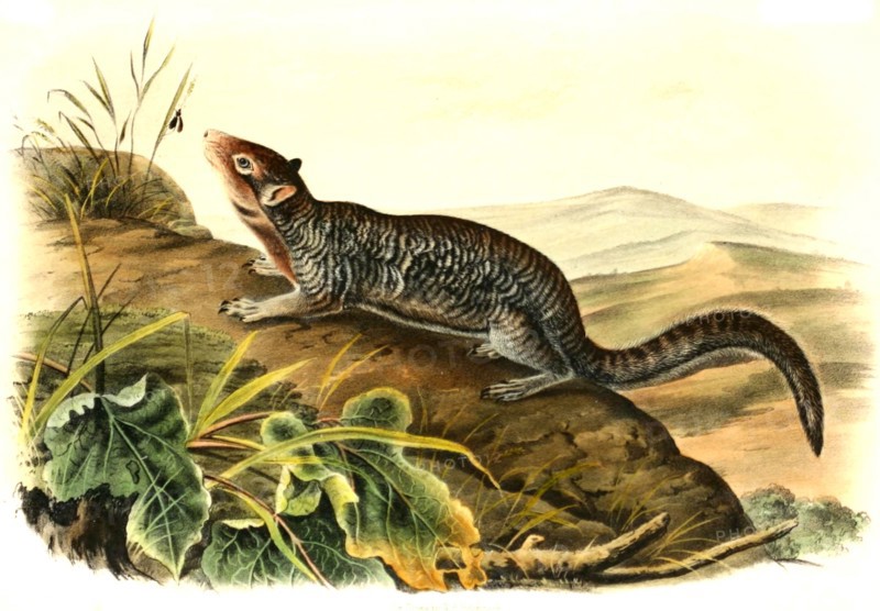 European ground squirrel
