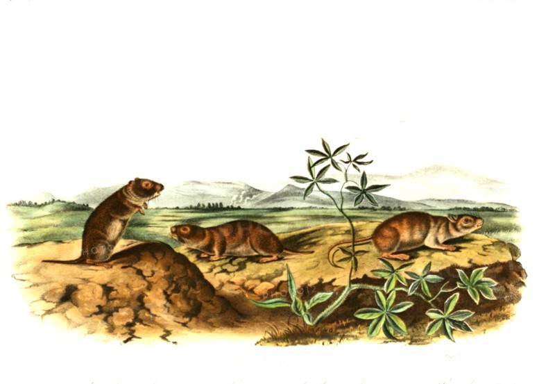 water voles