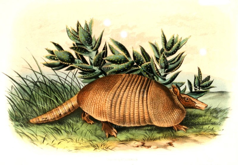 Nine-banded armadillo