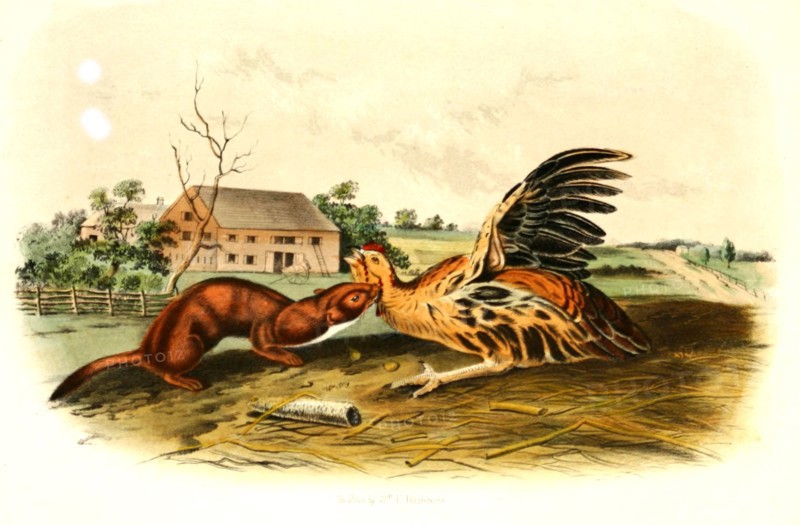 weasel