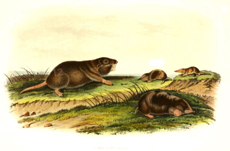 Southern opossum