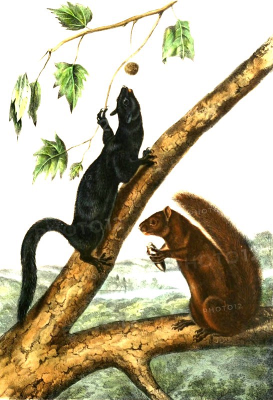 Western gray squirrels