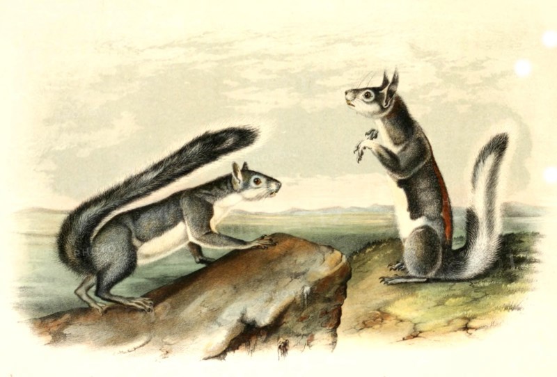 Western gray squirrels