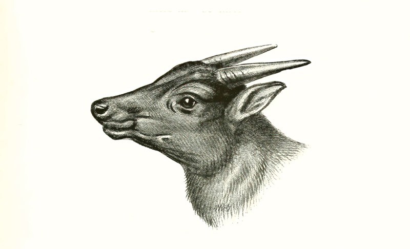 lowland anoa
