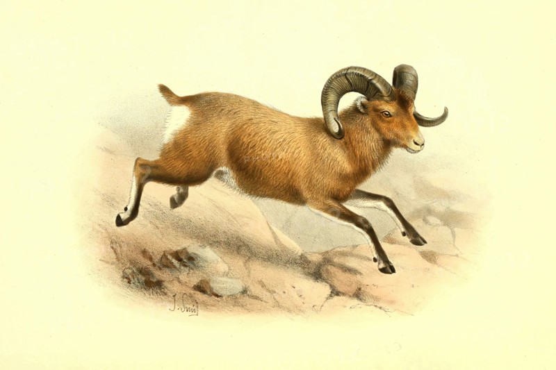 bighorn sheep