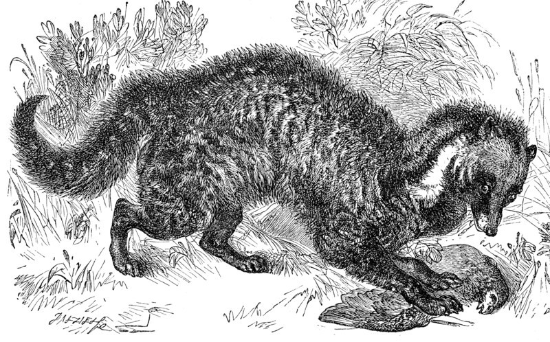 African civet cat