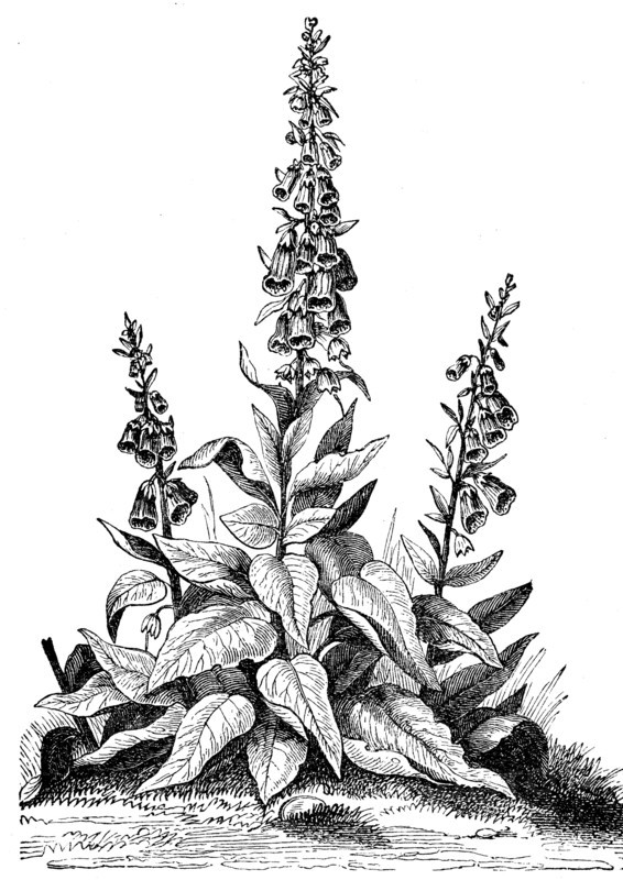 Digitalis purpurea