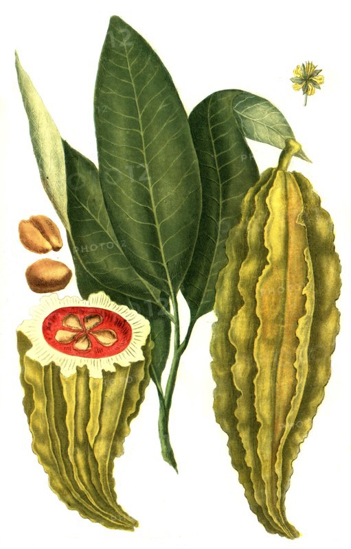 fruit of the cocoa tree
