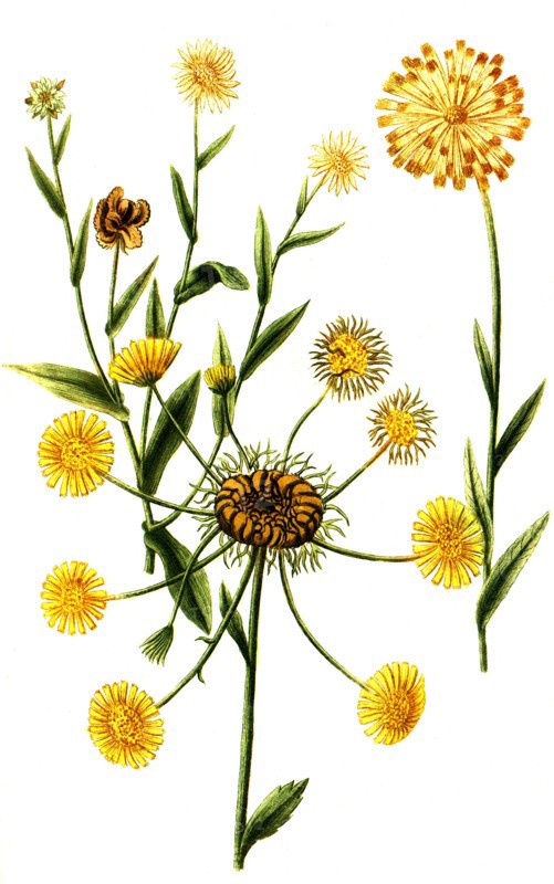 Calendula prolifera
