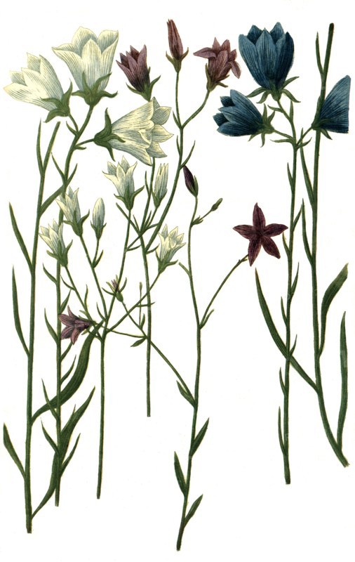 different bluebells