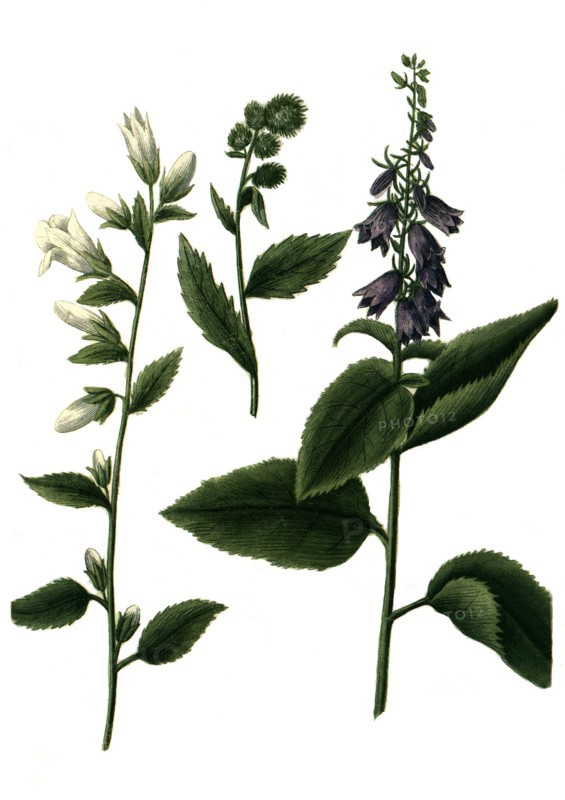 different bluebells