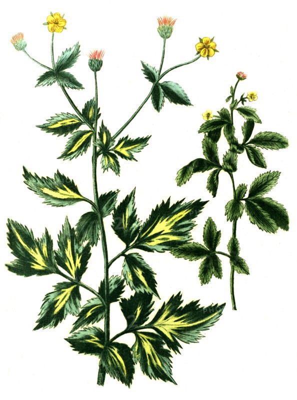 Caryophillata alpina