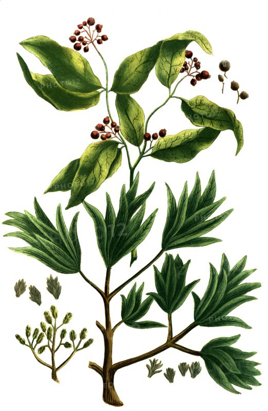 Caryophyllus regius girophle