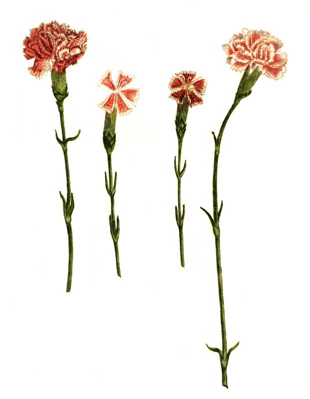 Caryophyllus anglicus