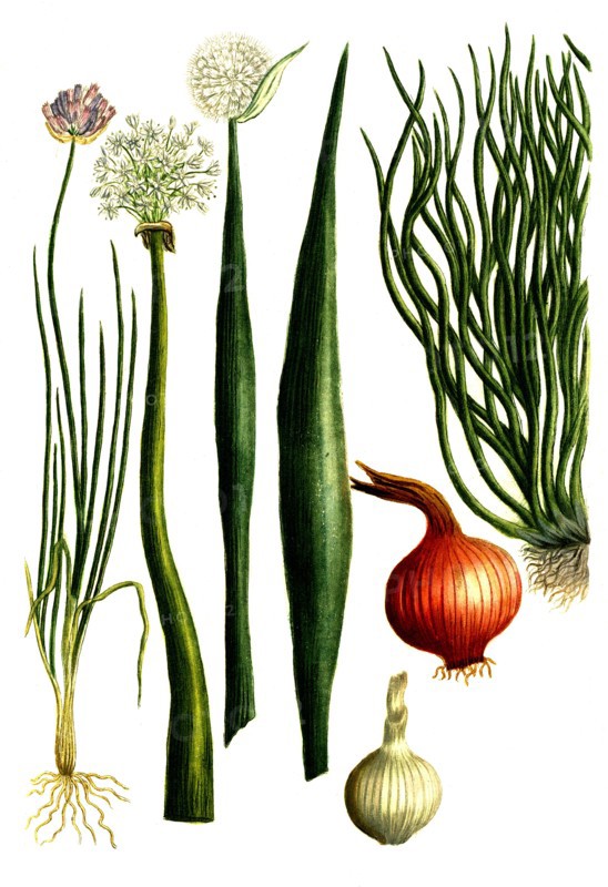 Cepa alba
