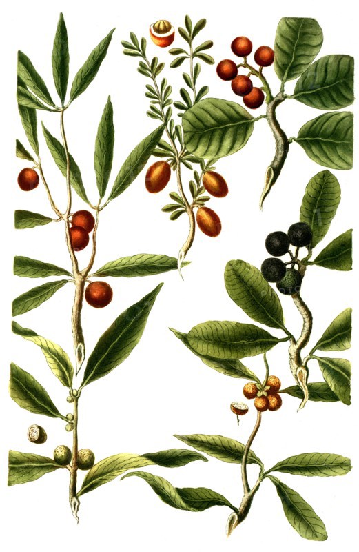 Cerasus africana