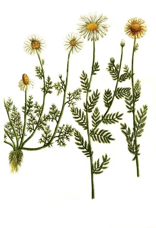 Chamaemelum dog chamomile