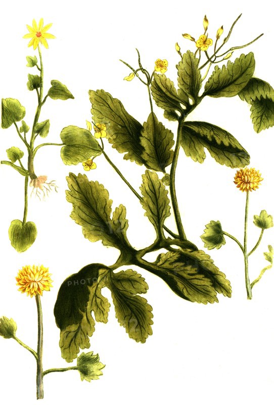 celandine