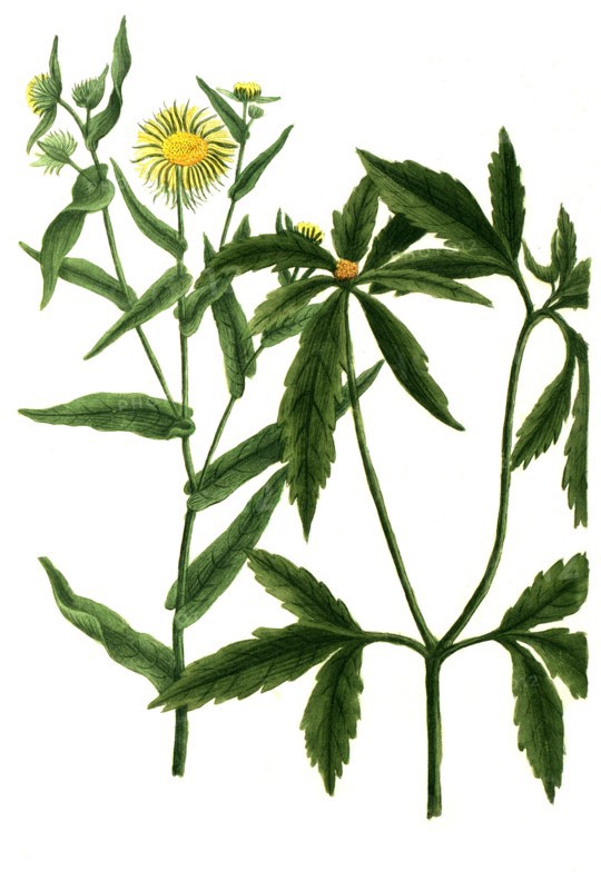 chrysanthemum