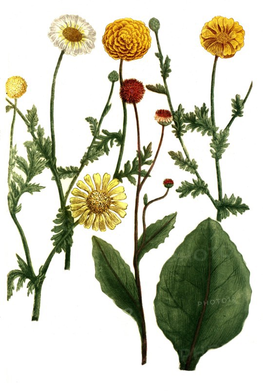 Chrysanthemum matricariae