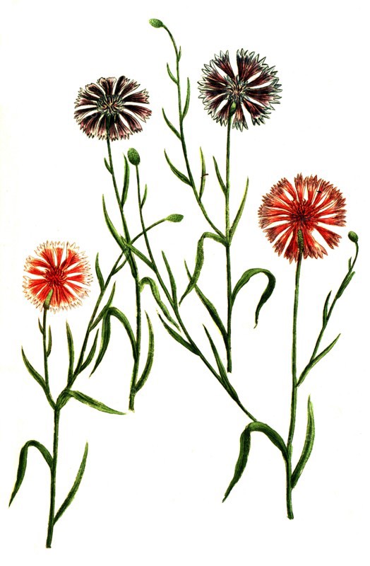 Cyanus hortensis