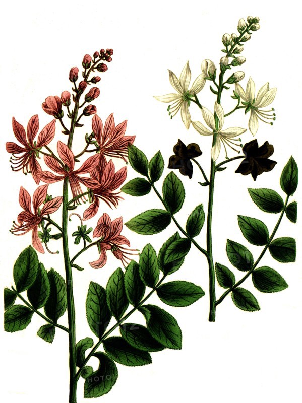 Dictamus albus