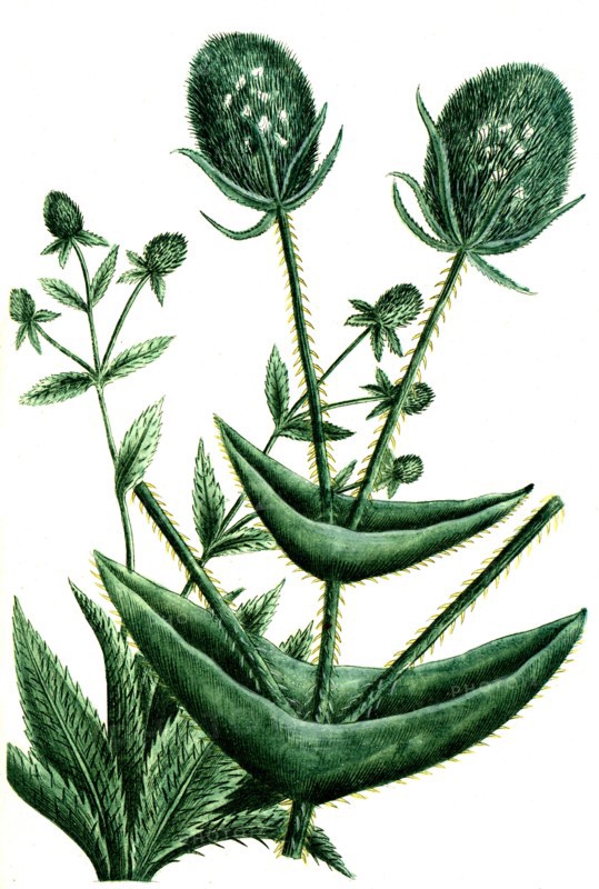 Dipsacus spinosus americanuns