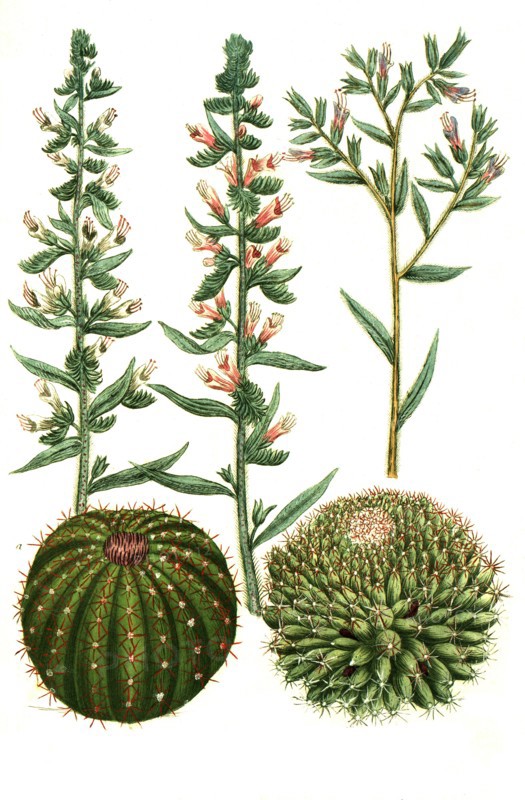 Echium vulgare