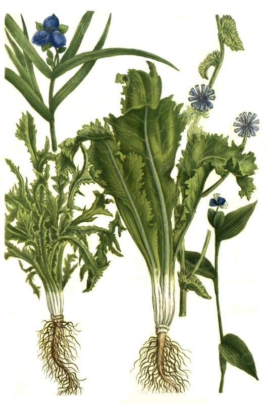 Endivia sativa