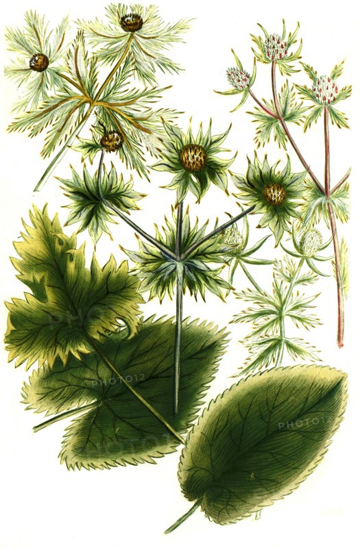 sea holly