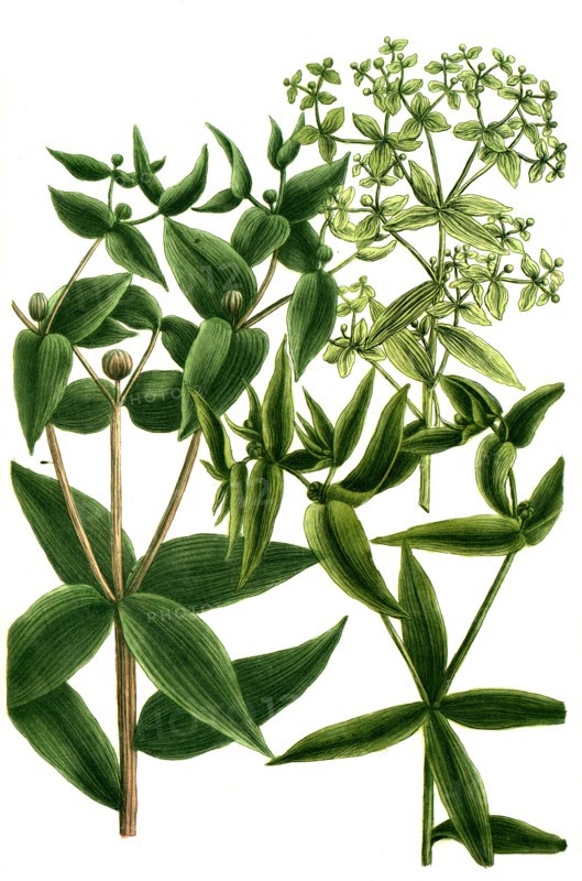 Cruciferous Spurge