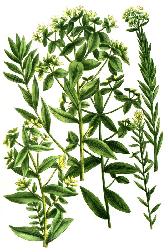 Almond Leaf Spurge or Almond Spurge