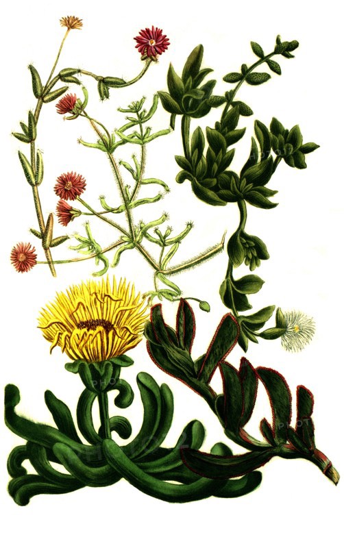Ficoides africana procumbens