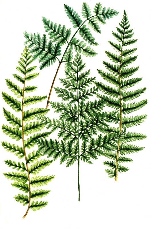 True Male Fern