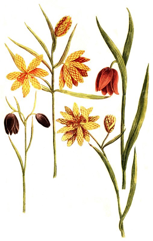 Fritillaria serotina