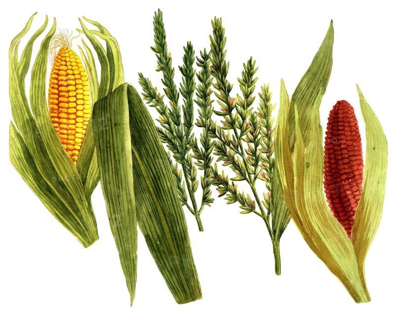 Frumentum indicum