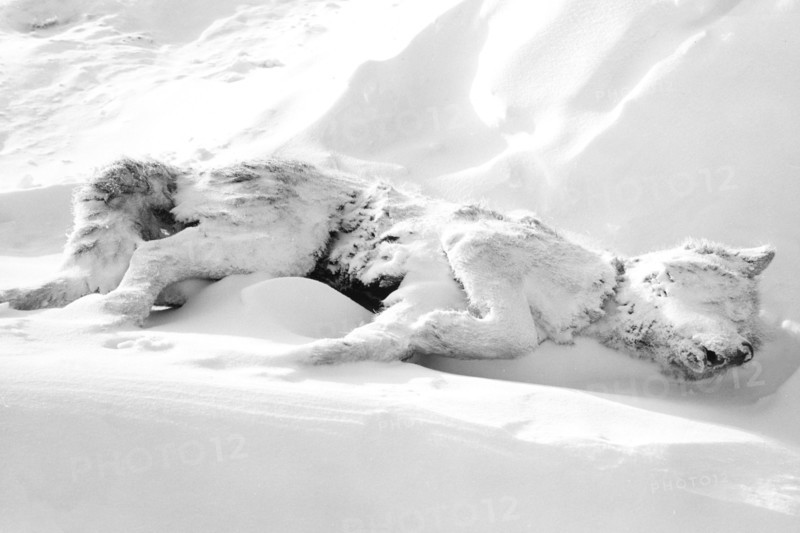 North Pole. Sledge Dog Died. About 1950